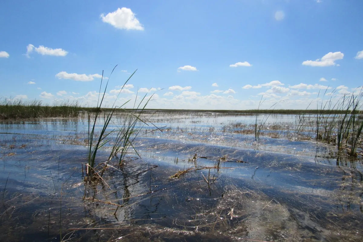 Vegetação de pântano nos Everglades