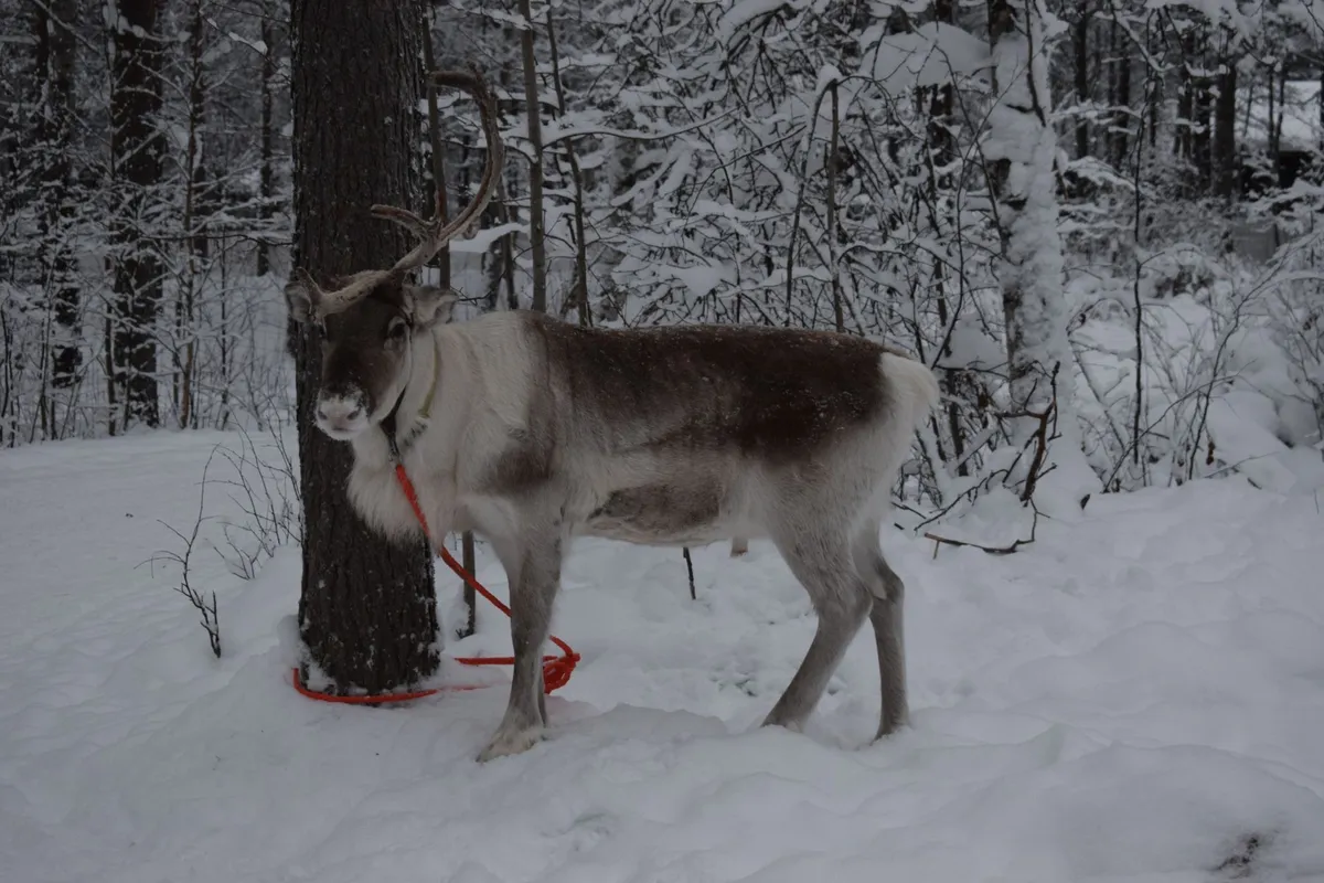Rena em floresta nevada da Lapônia finlandesa