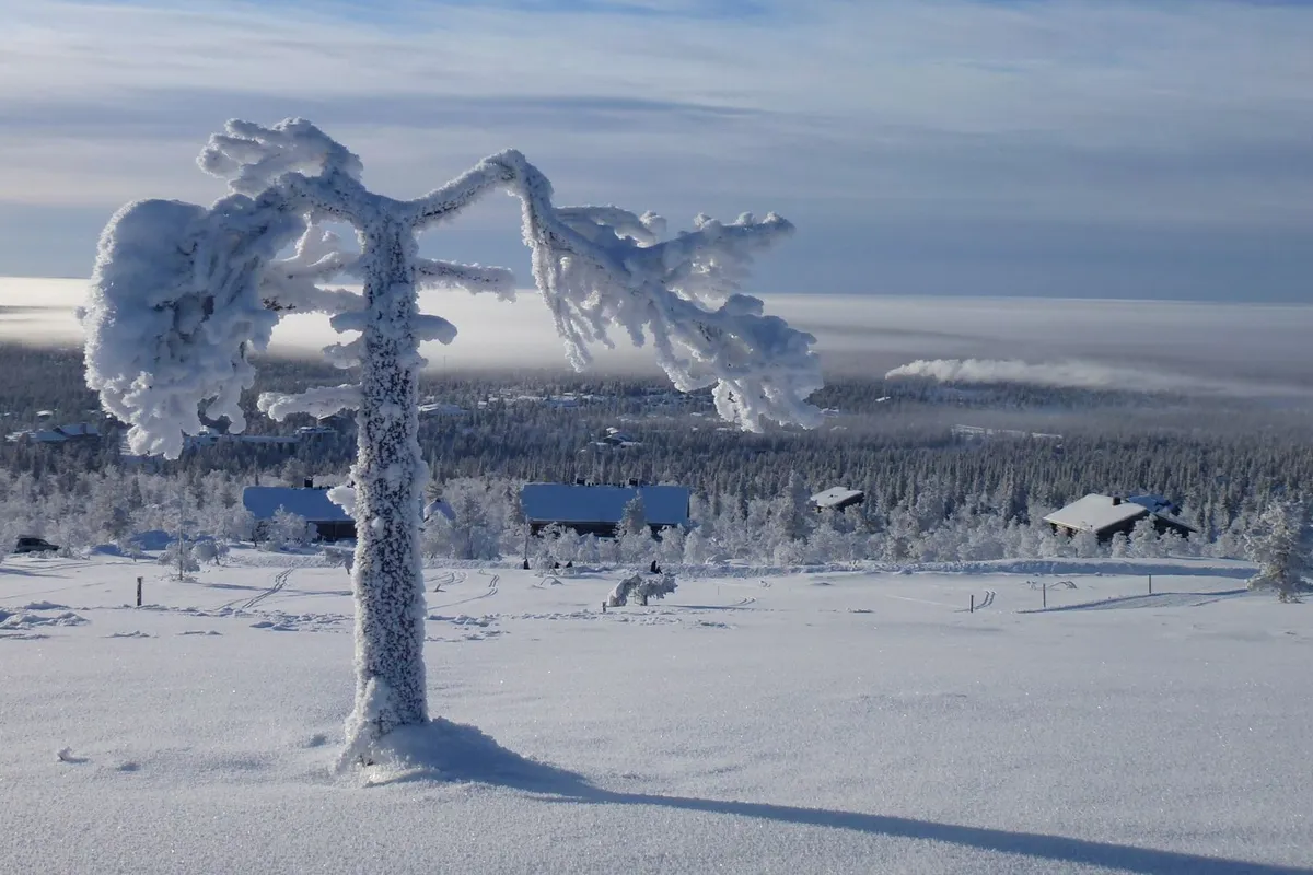 Paisagem de inverno e árvores cobertas de neve na Lapônia
