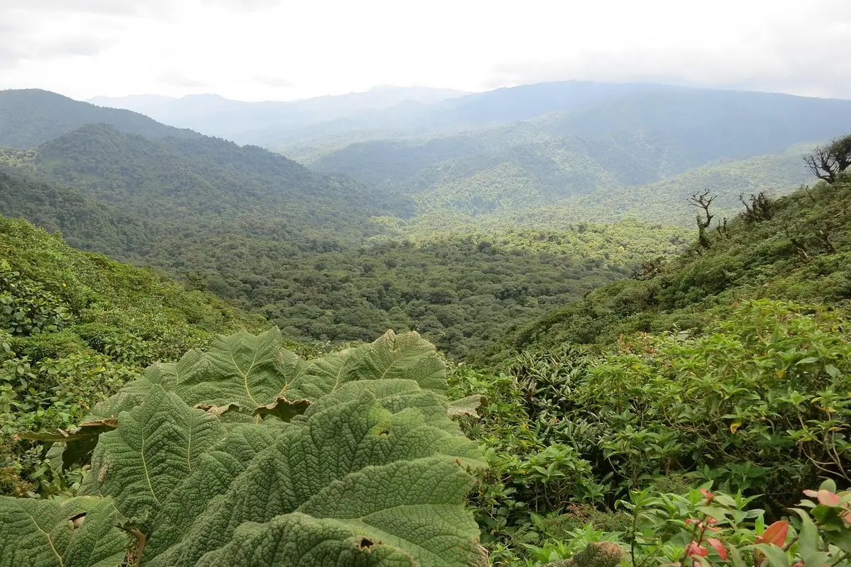 Floresta de Monteverde Costa Rica