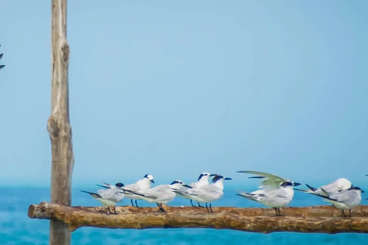 Pelicano sobrevoando as águas de Holbox, no México