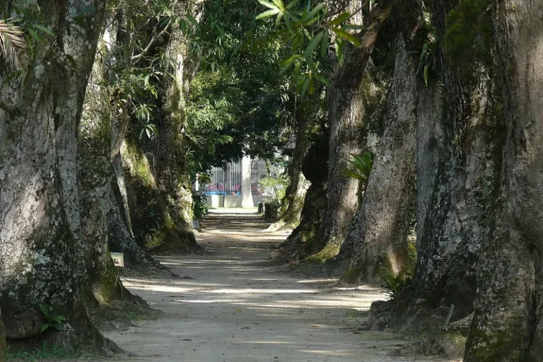 Jardim Botânico do Rio: trilhas e coleção viva