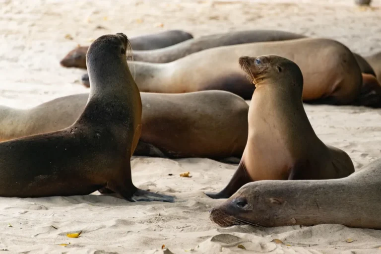 Quanto custa viajar para GalÃƒÂ¡pagos por conta prÃƒÂ³pria
