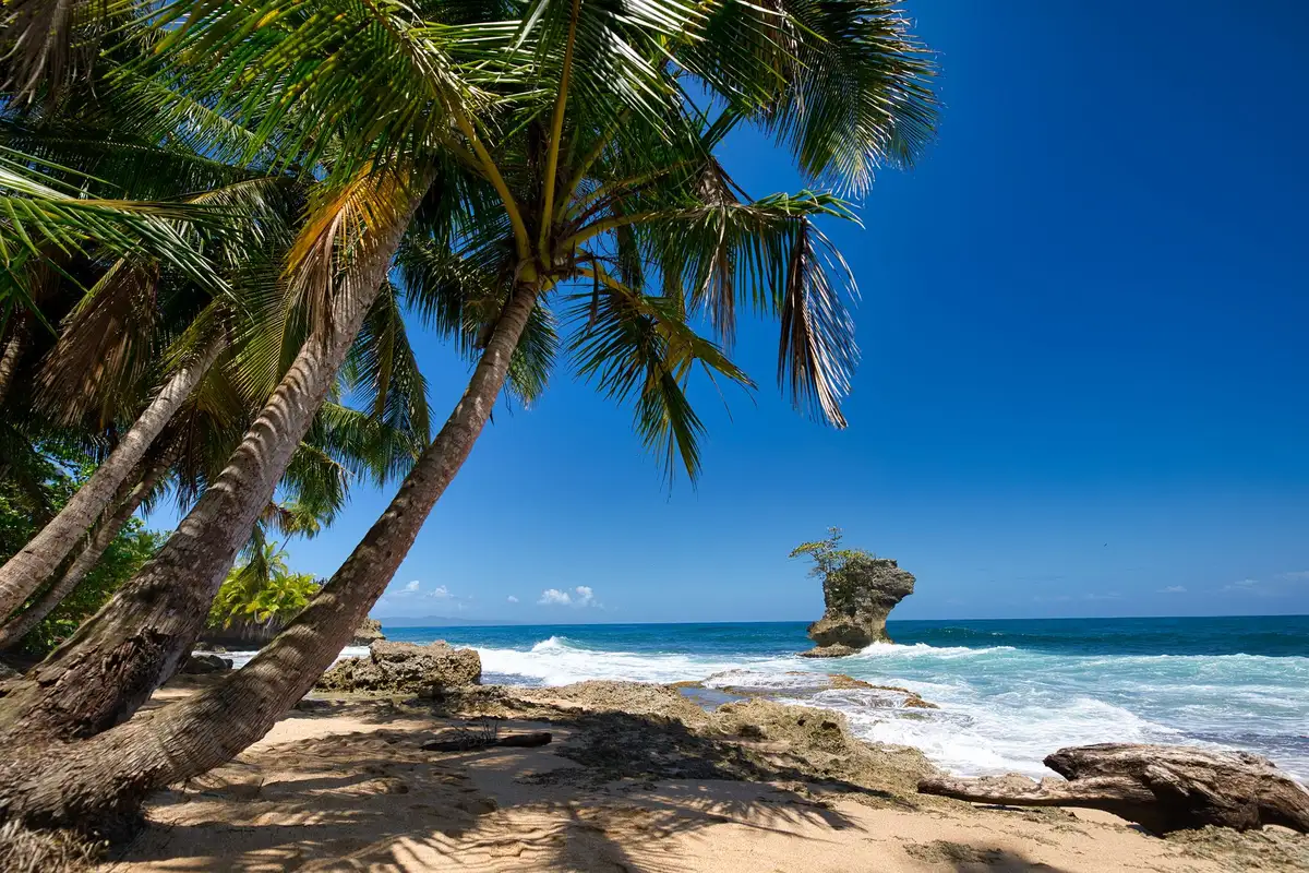 Coqueiros em praia caribenha da Costa Rica
