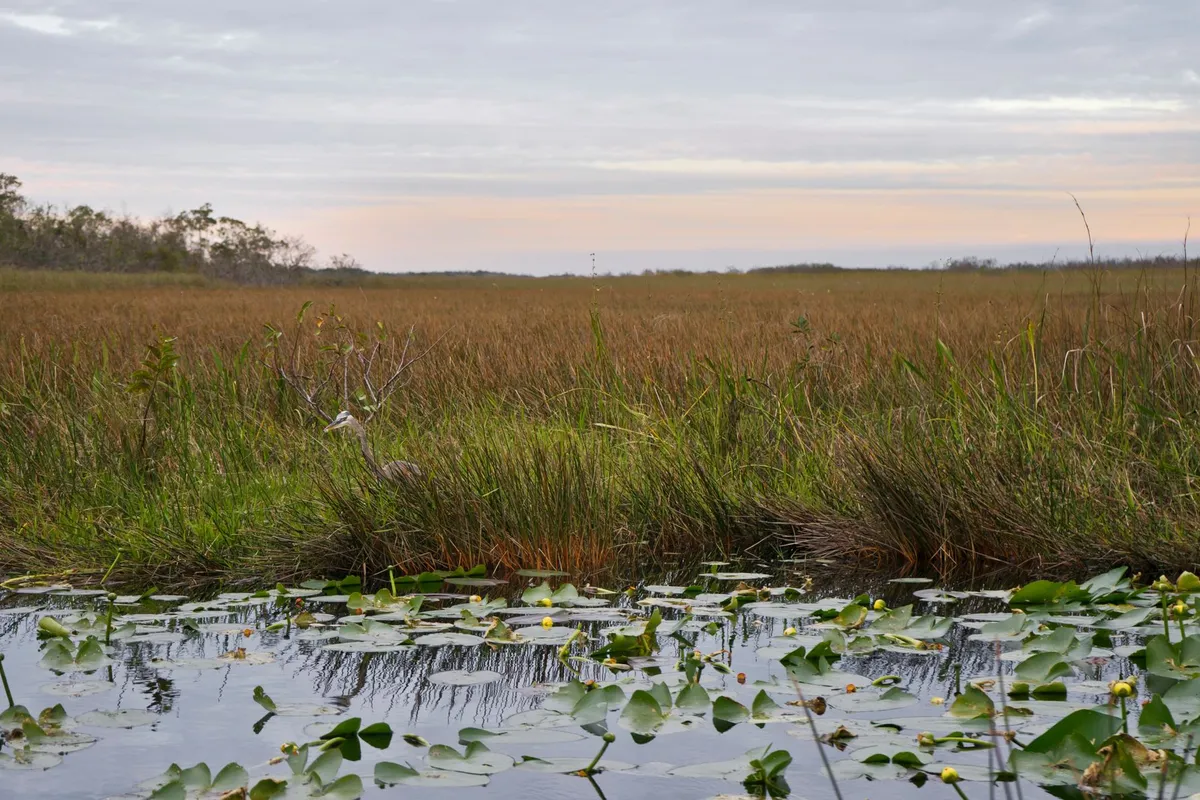 Vegetação de pântano nos Everglades