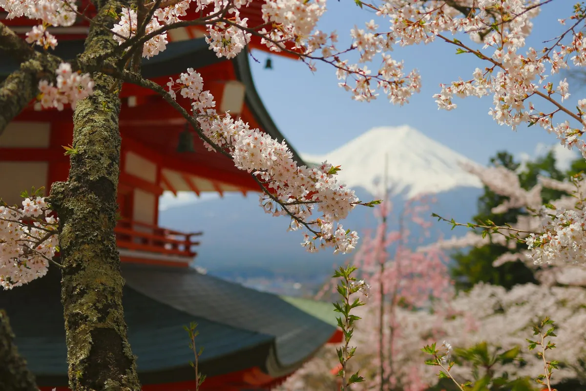 Pagode Chureito com cerejeiras em flor e Monte Fuji ao fundo