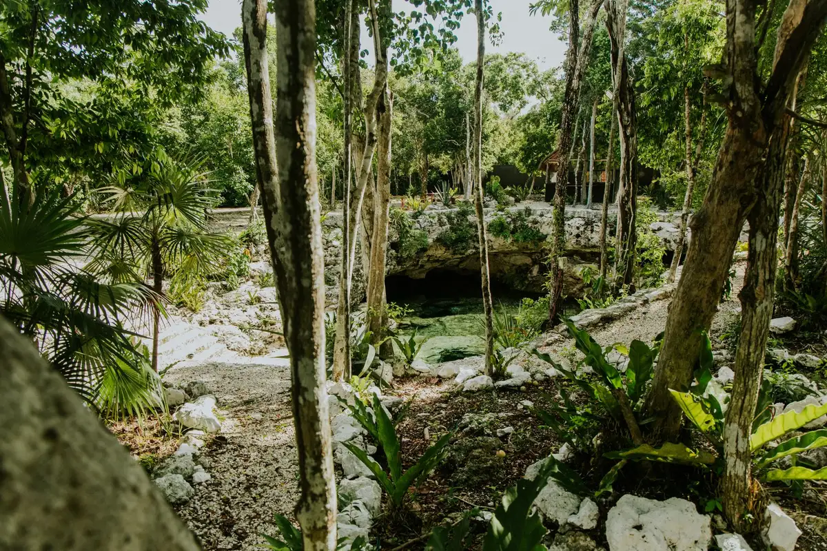 Vegetação tropical junto ao litoral mexicano