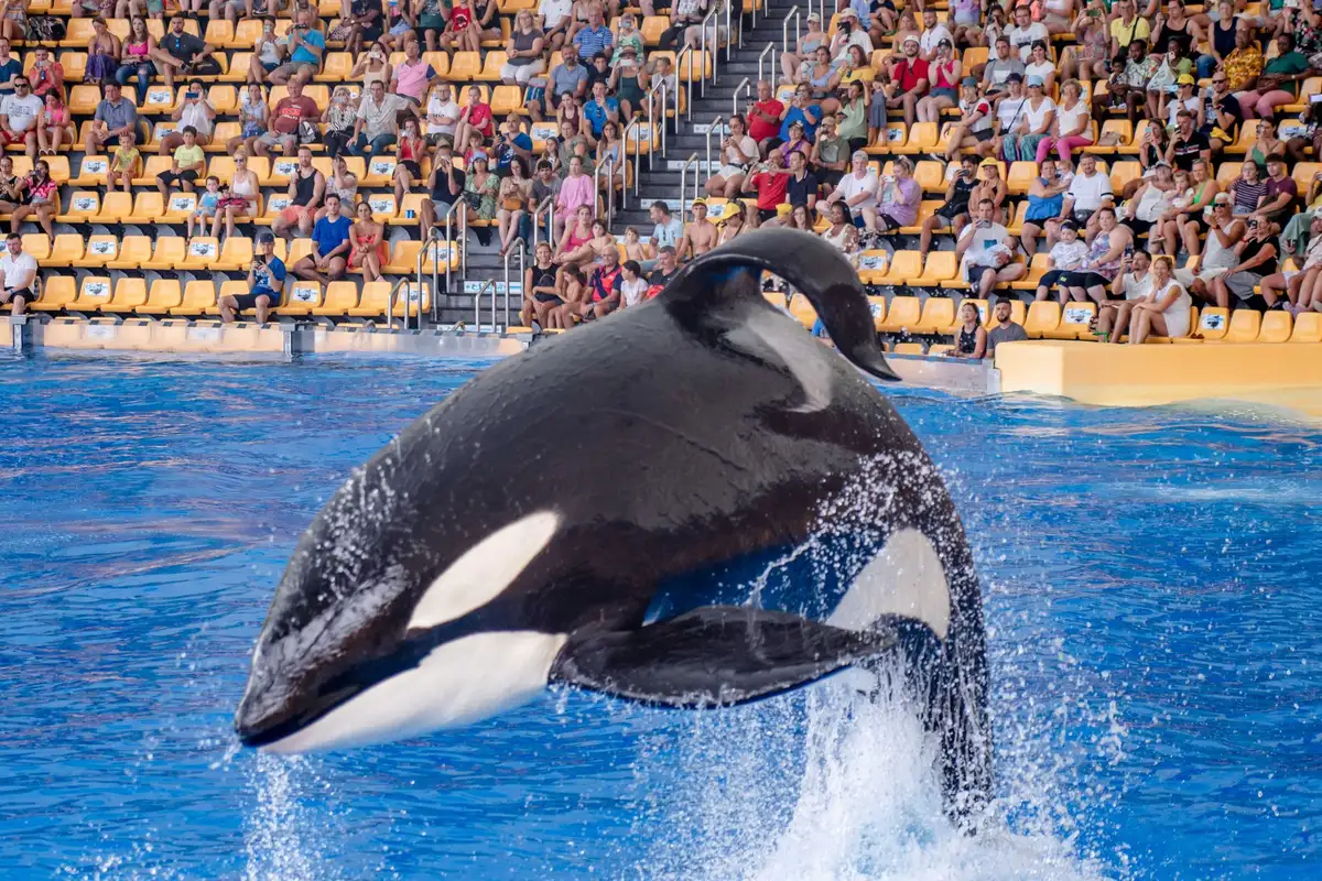 Show com animais marinhos em parque temático