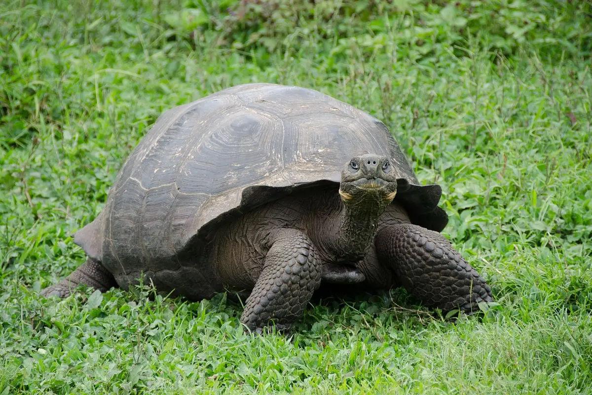 Paisagem costeira das ilhas Galápagos