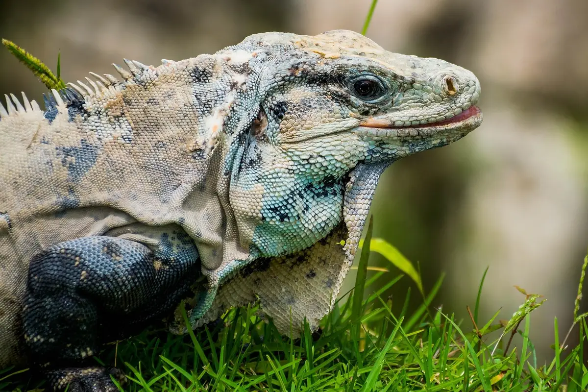 Iguana entre as pedras das ruínas de Tulum