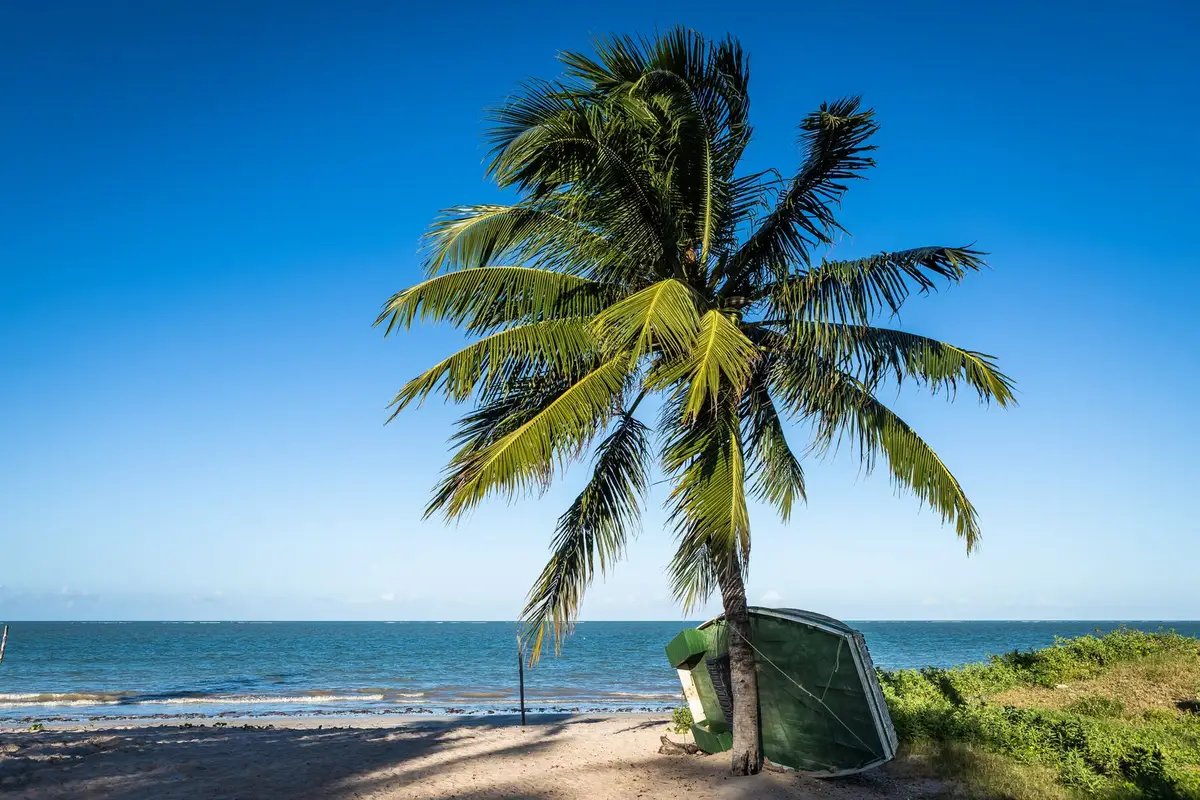 Jangada de madeira amarrada a um coqueiro em praia do Nordeste