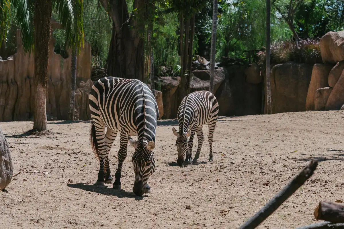 Zebras no San Diego Zoo