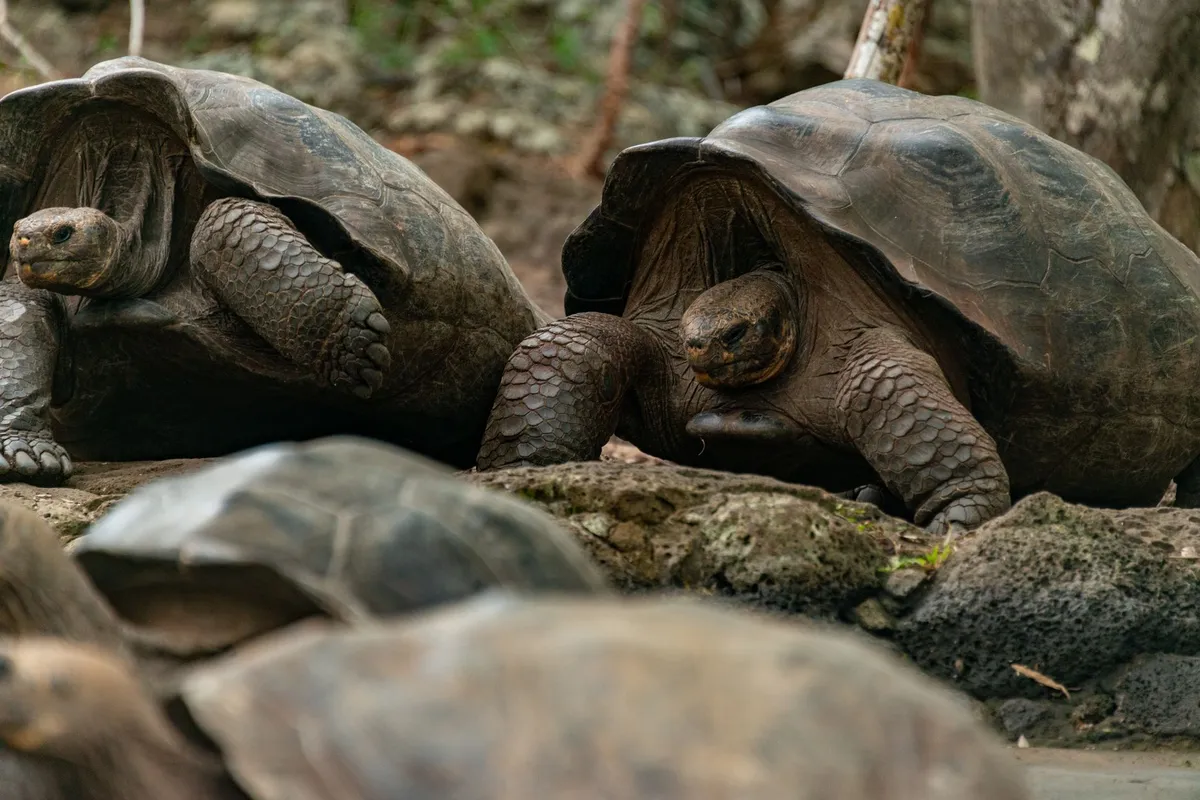 Tartarugas gigantes em Galápagos