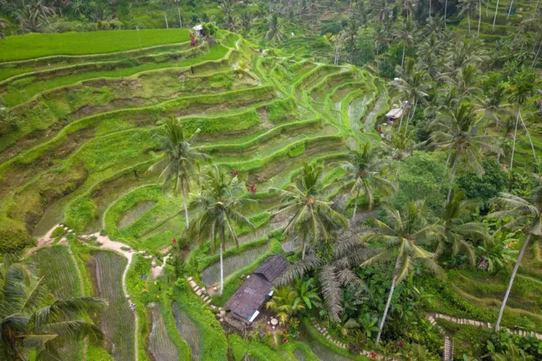 Tegallalang, Bali: arrozais, trilha e swing sem fila