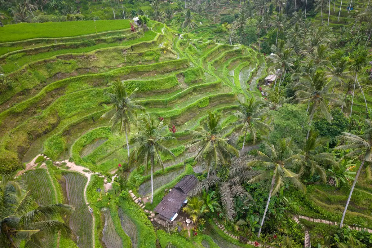 Terraços de arroz de Tegallalang em Bali vistos do alto