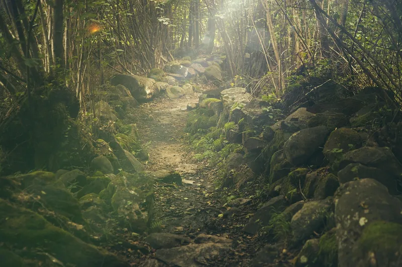 Caminho de floresta usado como imagem editorial de trilha