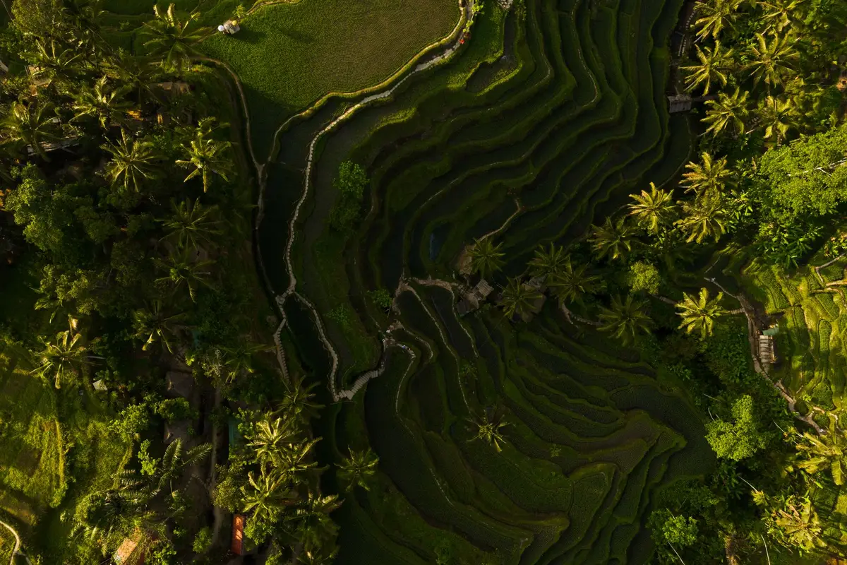 Trilha entre os terraços de arroz em Tegallalang, Bali