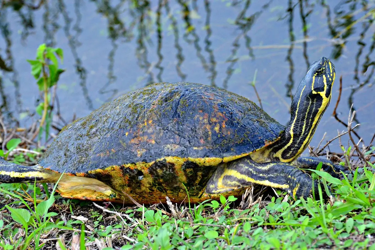 Tartaruga em ambiente dos Everglades