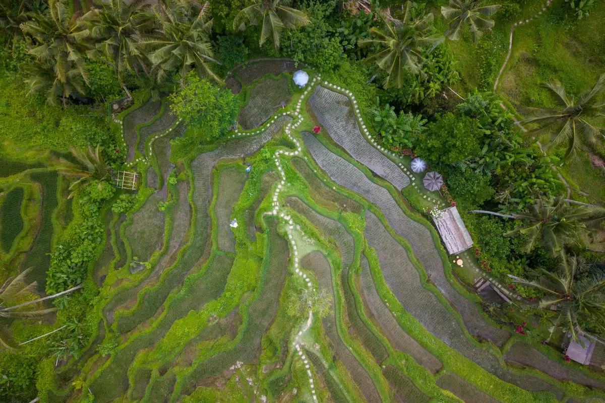 Vista aérea dos terraços de arroz de Tegallalang em Bali