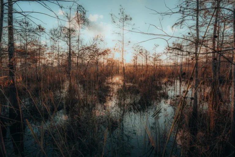 Everglades: passeio de airboat e como visitar
