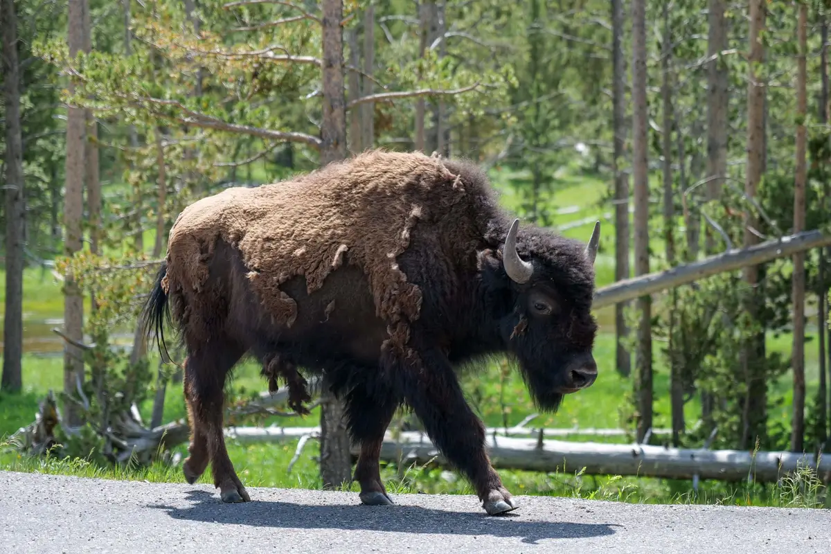 Bisão-americano no Parque Nacional Yellowstone