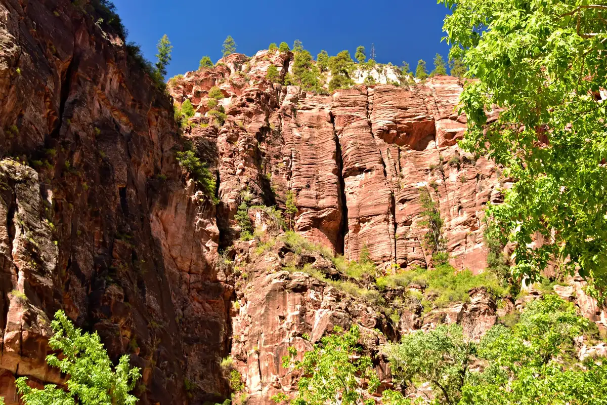Trilha entre rochas e vegetação no Zion National Park