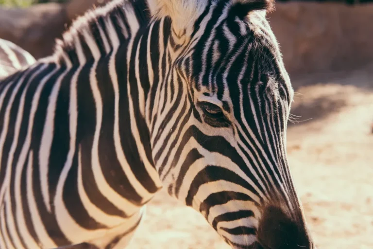 San Diego: zoo, praias e bate-volta de LA