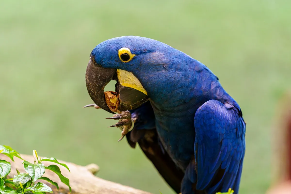 Arara-azul, uma das aves símbolo do Pantanal
