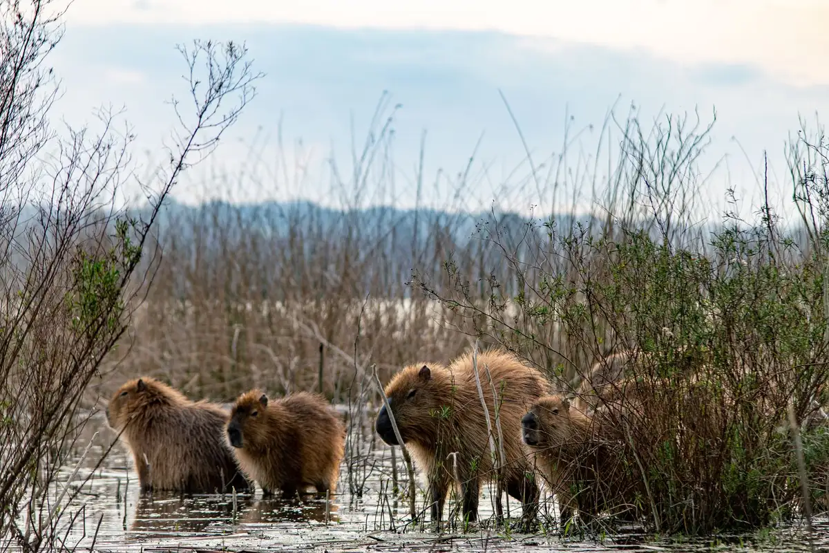 Grupo de capivaras às margens de um rio no Pantanal