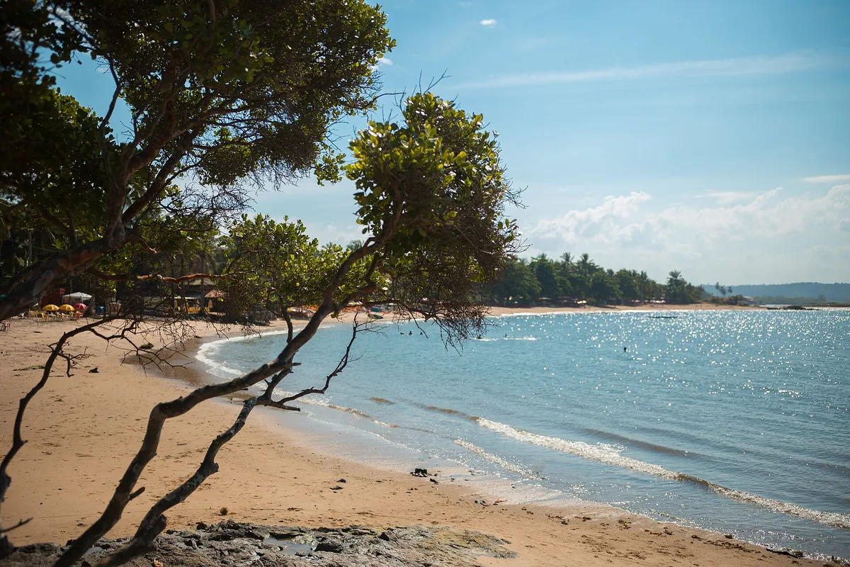 Praia da Concha em Itacaré com árvore à beira da areia e enseada ao fundo