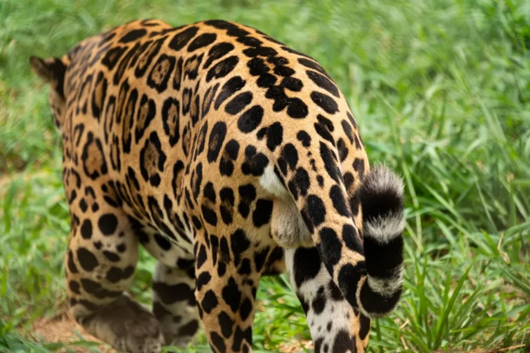 Pantanal: quanto custa, quando ir e o que ver na viagem