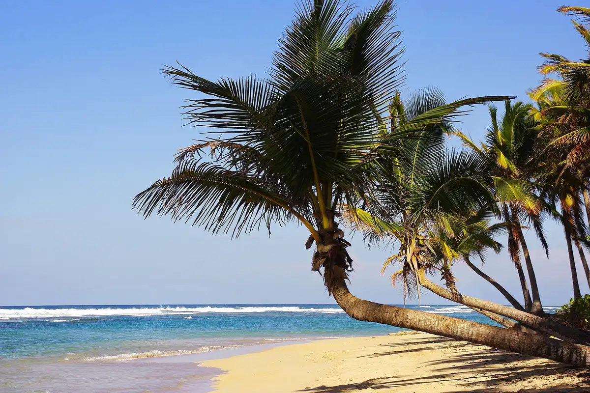 Cocoteros y playa de Bávaro en Punta Cana, región de alojamiento para el cambio de año