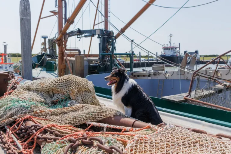 Cachorro pastor-de-shetland sentado no cais de um porto, onde o cruzeiro atraca e onde cães de estimação não embarcam