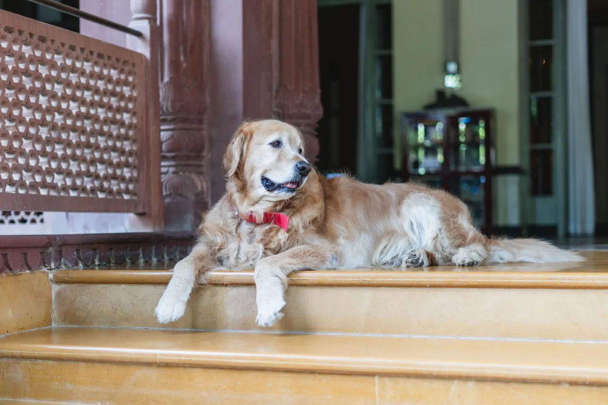 Cachorro golden retriever descansando na entrada de um hotel