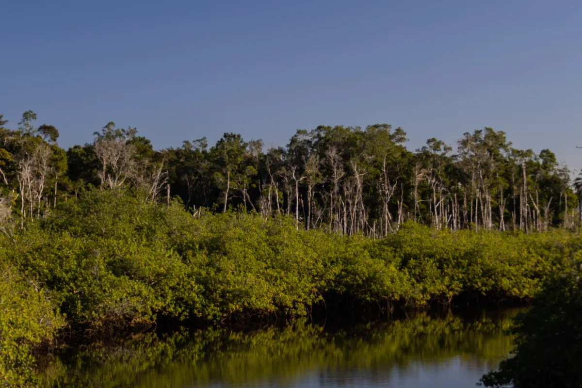 Rio e vegetação de Caraíva, Bahia