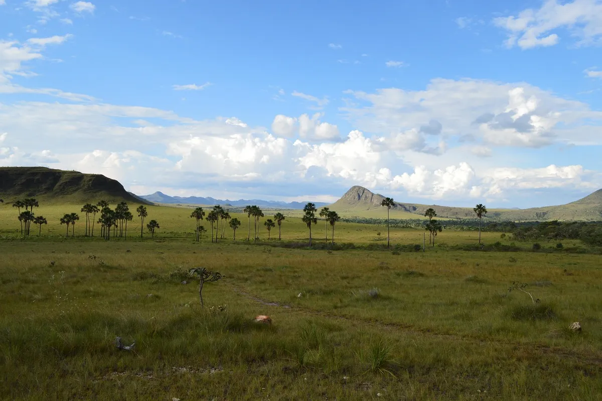 Campo de cerrado com buritis e morros na Chapada dos Veadeiros, em Goiás