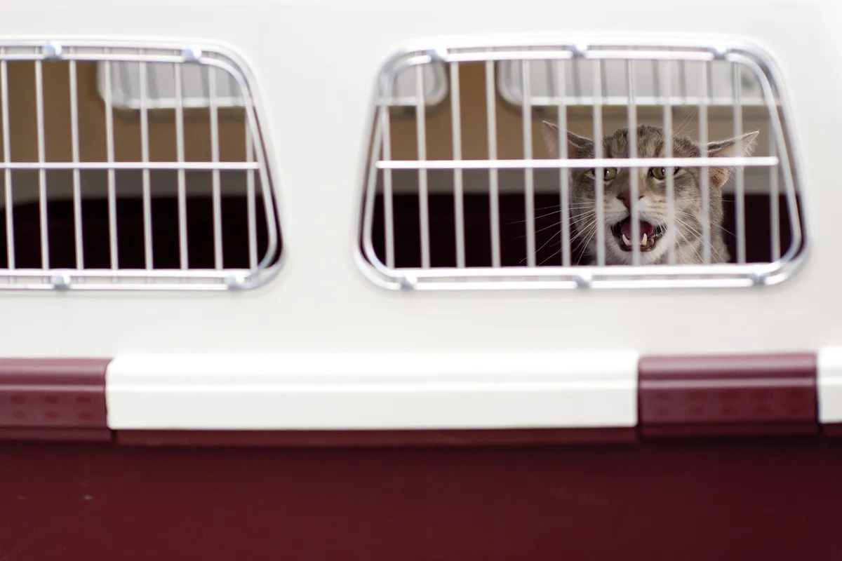 Gato em caixa de transporte durante viagem aérea
