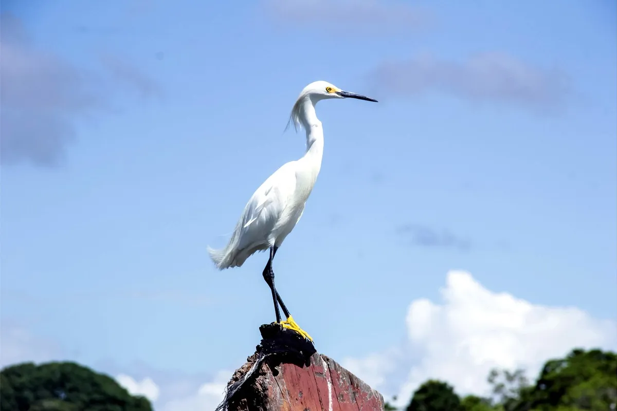 Garça-branca na Ilha de Boipeba, Bahia
