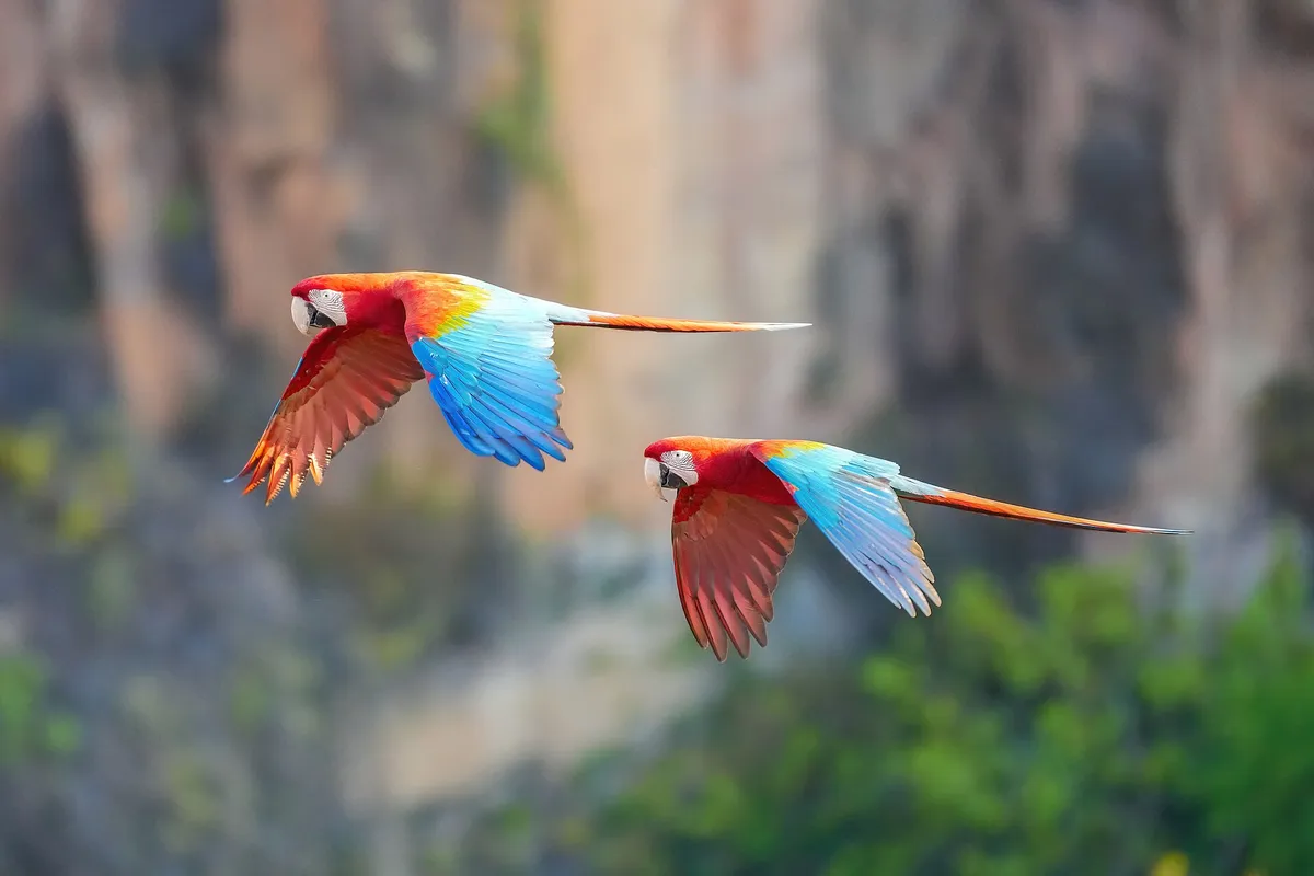 Casal de araras-vermelhas voando no Parque Nacional da Chapada dos Guimarães, em Mato Grosso