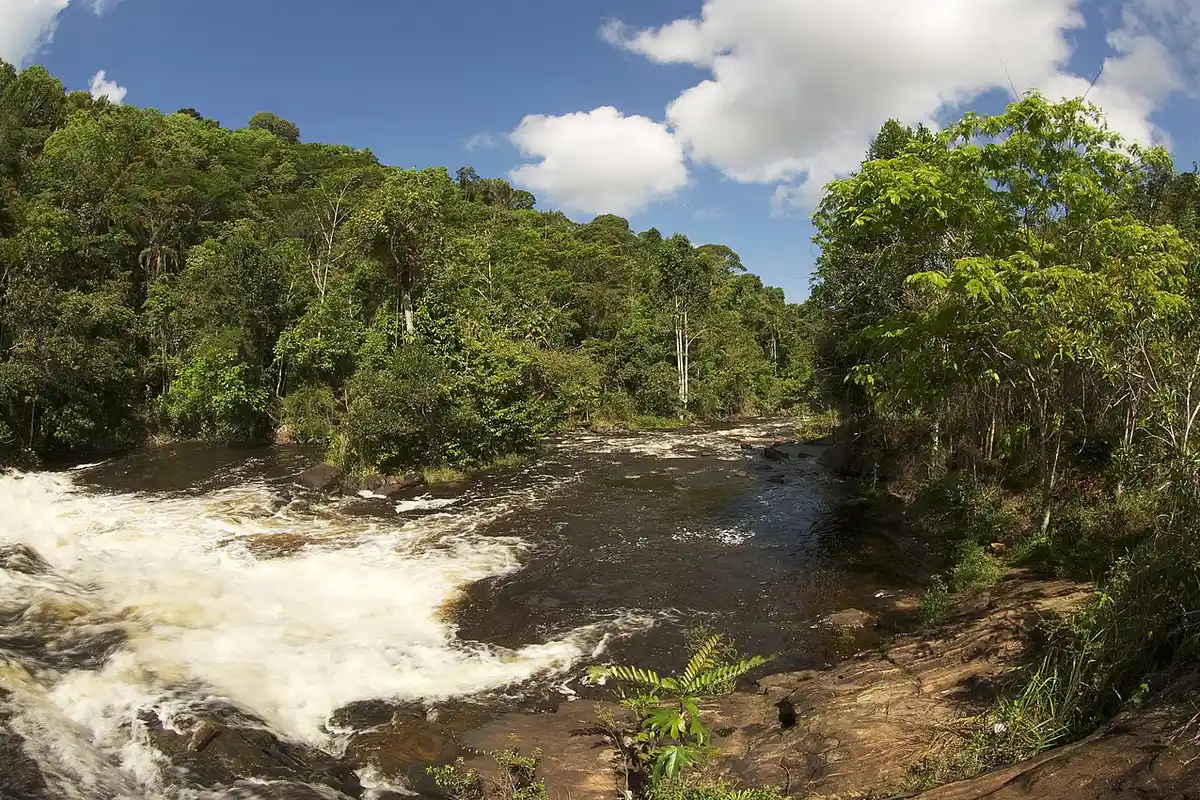 Mata atlântica costeira e coqueiros no litoral de Ituberá, Bahia, região do Universo Paralello