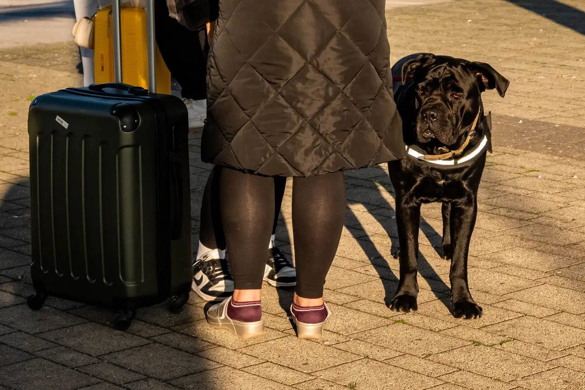 Viajante com cachorro e mala numa rua, planejando uma viagem com pet em vez de cruzeiro